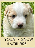YODA