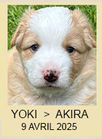 YOKI