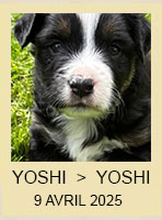 YOSHI