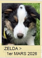 ZELDA