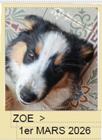 ZOE